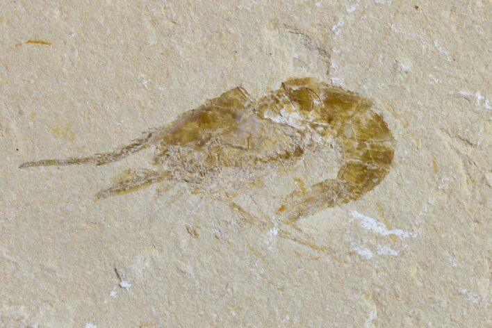 Cretaceous Fossil Shrimp - Lebanon #154551